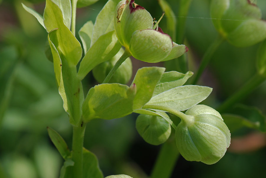 Helleborus foetidus / Elleboro puzzolente